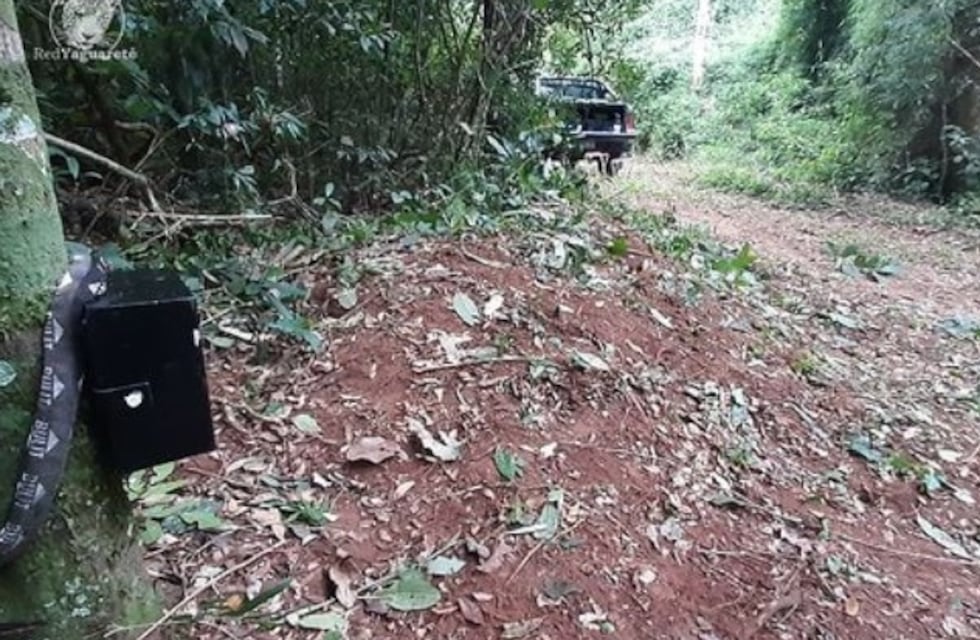 Instalan nuevas cámaras trampa en el Parque Nacional Iguazú