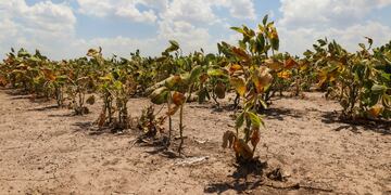 Por la sequía, las pérdidas en el sector productor superan los US$ 10.000  millones de dólares.