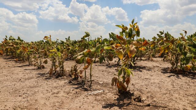 En algunos campos de la provincia ya se registraron pérdidas totales por la falta de lluvias.