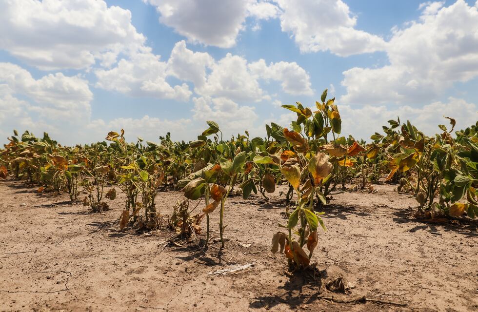 Emergencia agropecuaria en Santa Fe: proponen retenciones cero a soja y maíz