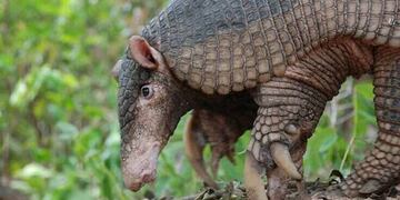 Tatú Carreta. (Foto ilustrativa)
