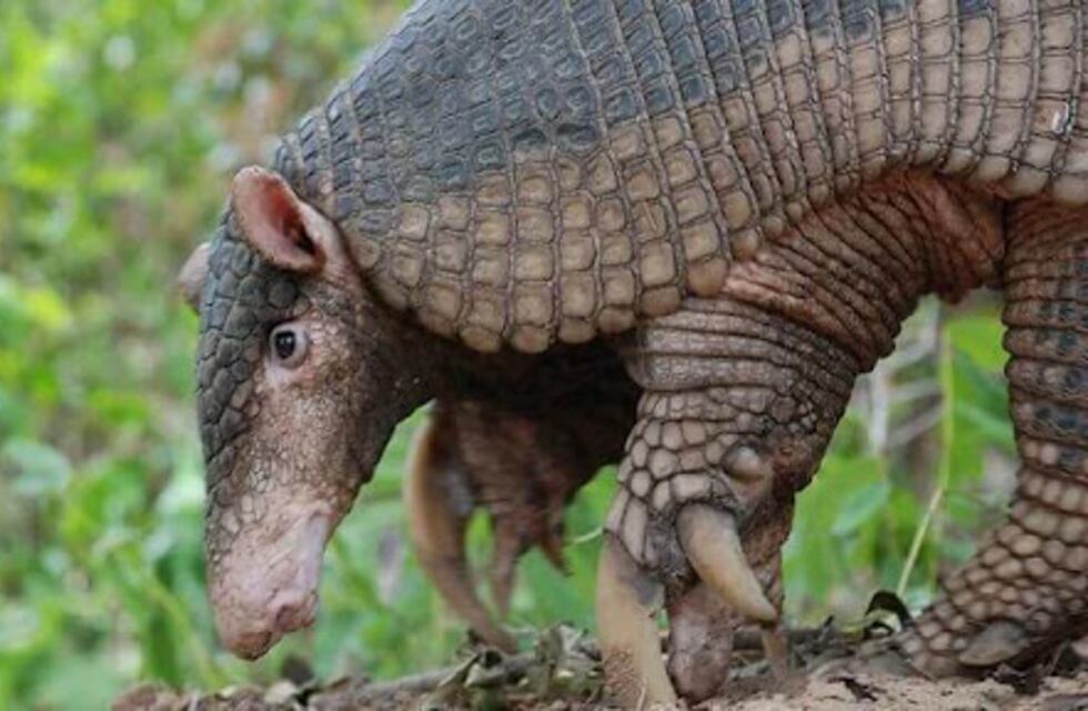 Una familia en Formosa atrapó un enorme tatú carreta en su casa
