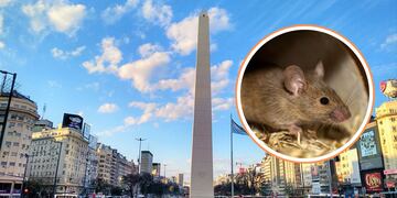 Cuáles son los cinco barrios porteños con más ratas en Buenos Aires.