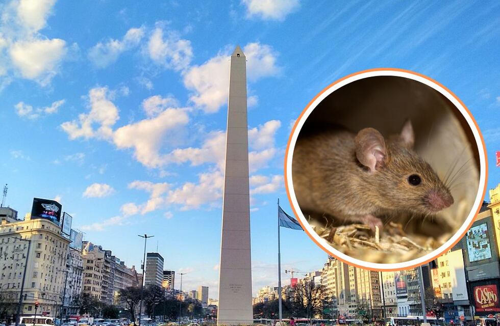 Cuáles son los cinco barrios porteños con más ratas en Buenos Aires