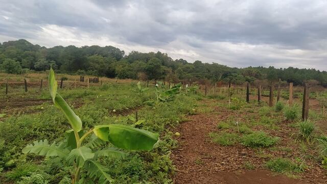 En el Parque de Restauración Ambiental de Posadas se cosecharon 59 kilogramos de frutas