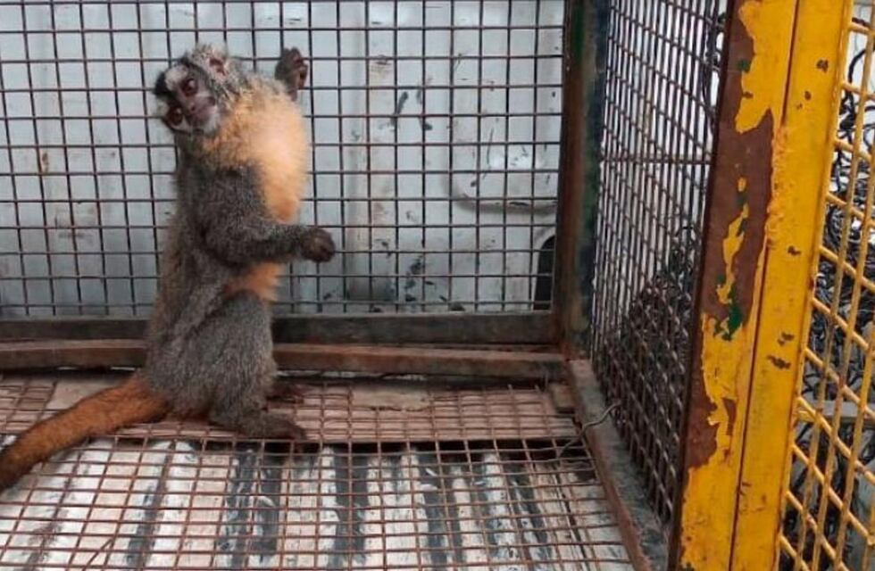 Córdoba: compró un mono robado y terminó detenida