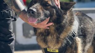 Ciudad de Córdoba. Se “jubiló” Ursus de la división Canes (Gentileza).