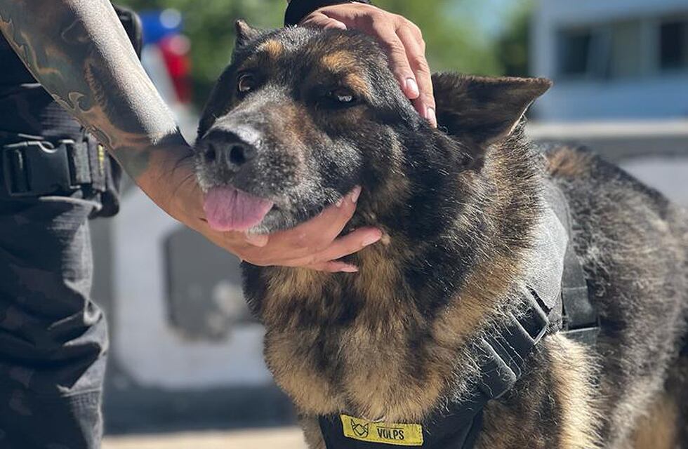 La despedida de Ursus: el perro de la Policía de Córdoba que se jubiló tras 8 años de servicio