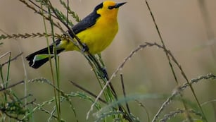 Tordo Amarillo especie en peligro crítico de extinción.