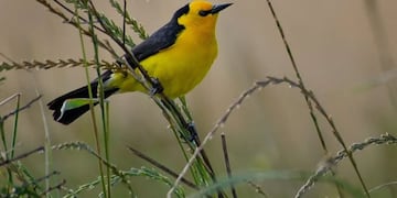 Tordo Amarillo especie en peligro crítico de extinción.