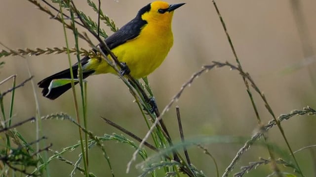 Tordo Amarillo especie en peligro crítico de extinción.