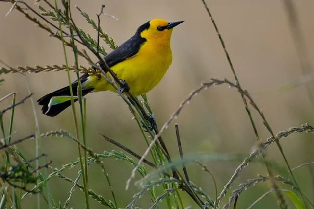 Tordo Amarillo especie en peligro crítico de extinción.