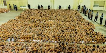 2.000 pandilleros ya fueron trasladados al Cecot.