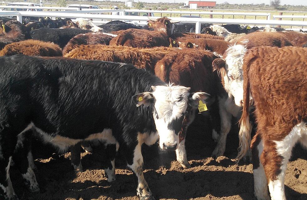 San Martín abrió un registro para productores ganaderos