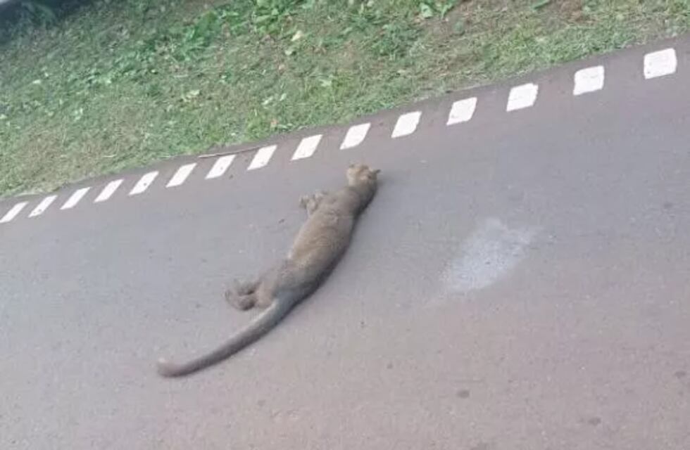 Un ejemplar de yaguarundí fue atropellado en el ingreso al predio de las Cataratas del Iguazú
