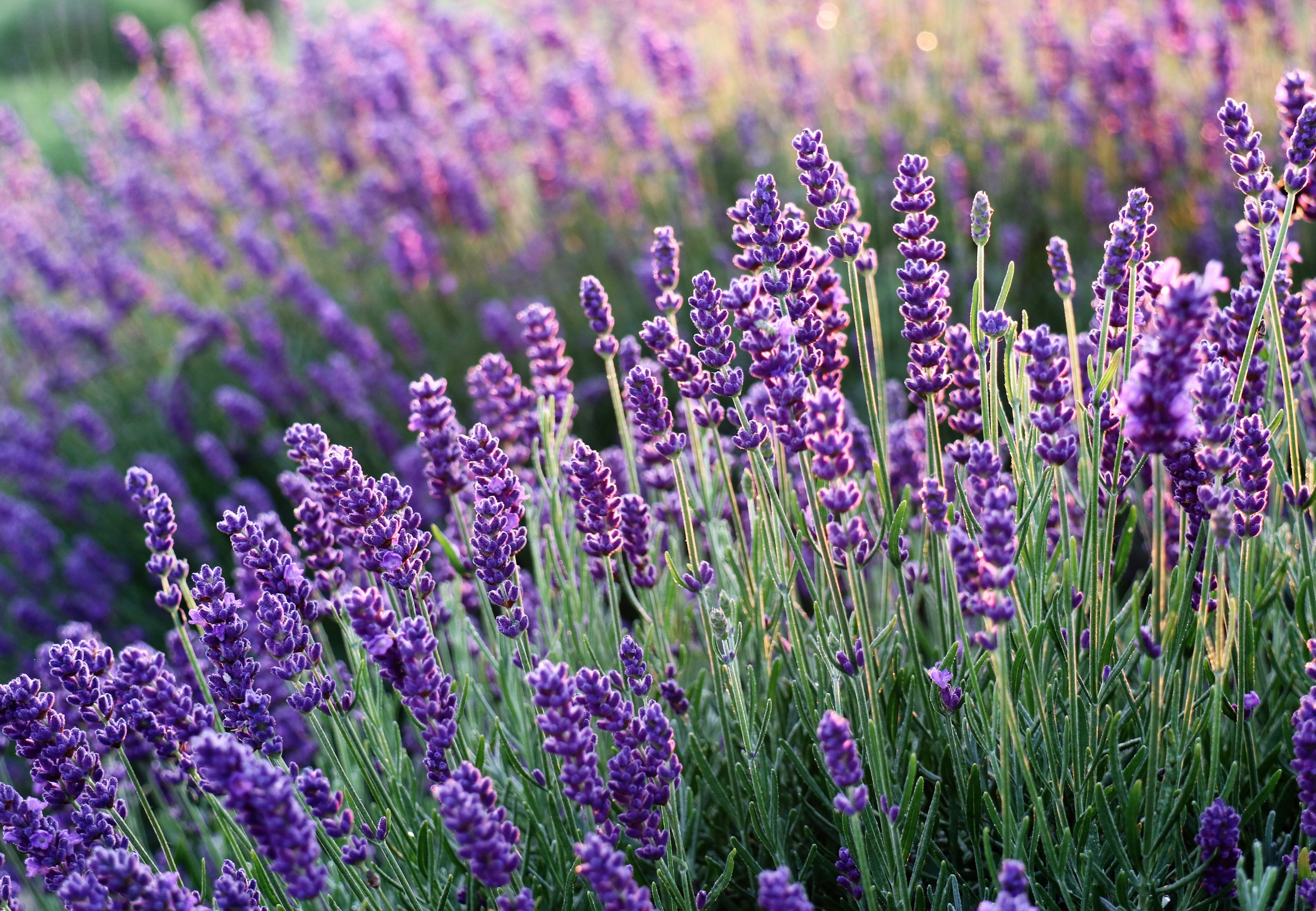 Lavanda.