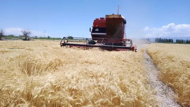 Fiesta Provincial del Trigo 2023: el sábado se realizará la Mesa Redonda Agropecuaria