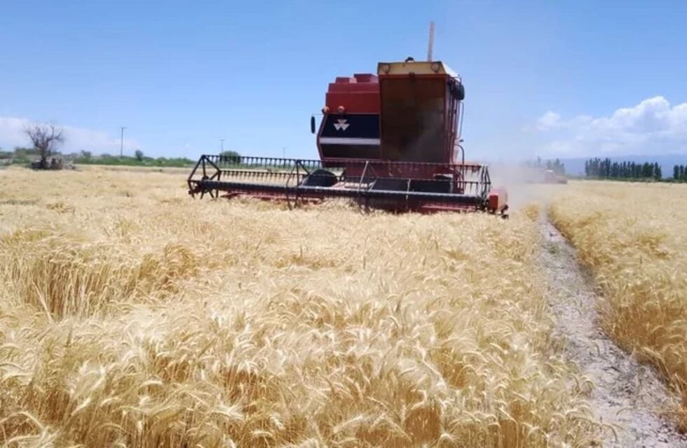 Fiesta Provincial del Trigo 2023: el sábado se realizará la Mesa Redonda Agropecuaria