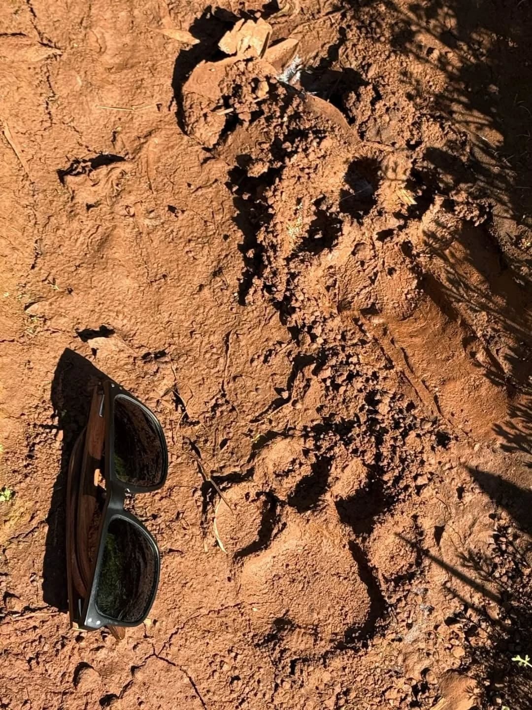 San Pedro: detectan huellas de un yaguareté en la Reserva de la Biósfera Yabotí.