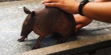 Rescatan un tatú mulita hembra en Oberá.