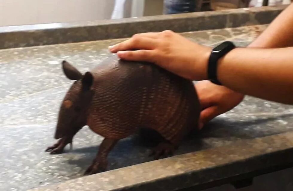 Rescatan un tatú mulita hembra en Oberá