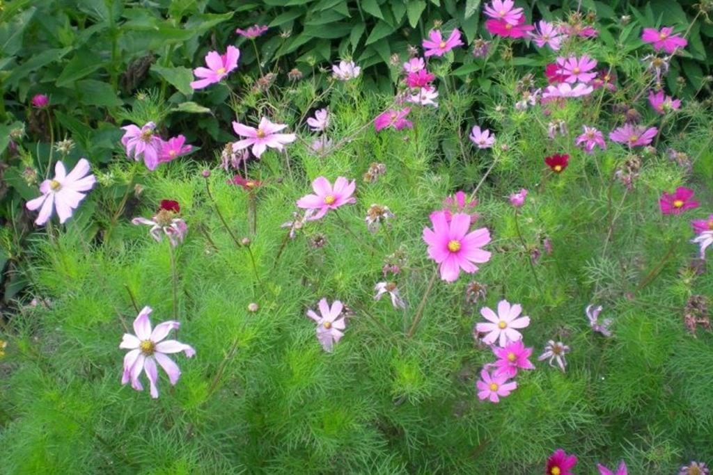 Cosmos planta