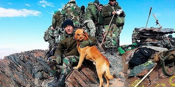 Desde épocas antiguas, los perros acompañaron a los soldados en el campo de batalla.