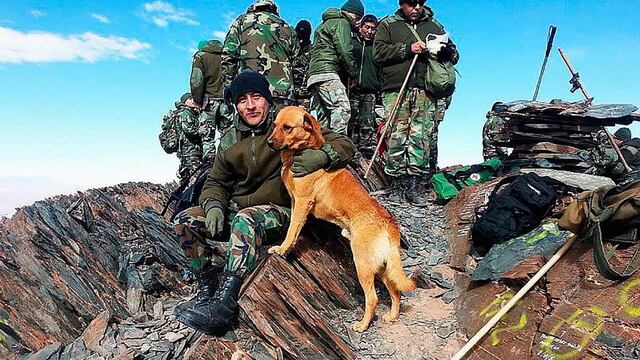 Desde épocas antiguas, los perros acompañaron a los soldados en el campo de batalla.