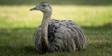 Ñandu: nacimiento de charitos.