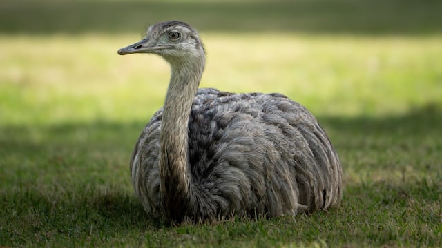 Ñandu: nacimiento de charitos.