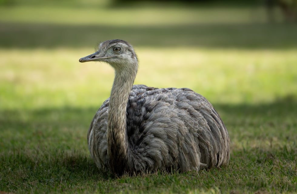 ¡Nacieron charitos de ñandú! Un milagro de vida y conservación en la Reserva Las Piedras