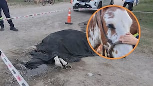 Chimango, el caballo que dio la vida por un niño de 9 años en Alta Gracia.