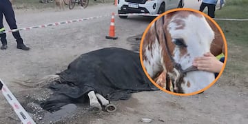 Chimango, el caballo que dio la vida por un niño de 9 años en Alta Gracia.