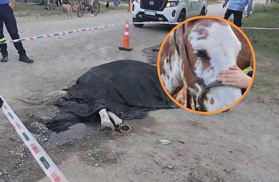Alta Gracia: habló el niño que se salvó de morir electrocutado gracias a su caballo