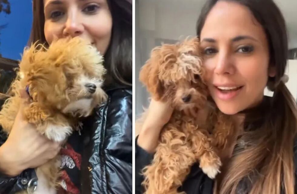 Caramelo, el perro de Gran Hermano, pasó por primera vez a la peluquería y luce irreconocible