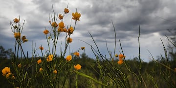Foto: José Gutierrez / Los Andes