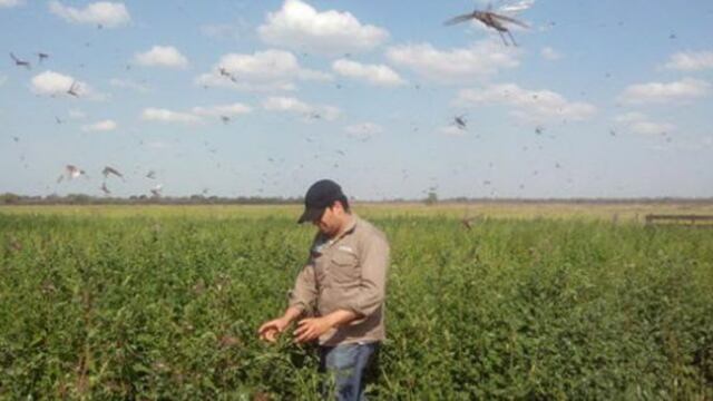 Las langostas no afectan a las personas ni a los animales; solo se alimentan de material vegetal y no son vectores de enfermedades