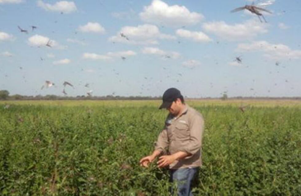 Casos aislados de langostas en Tucumán