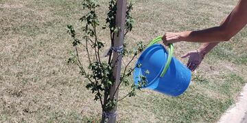 Cuidado del arbolado público