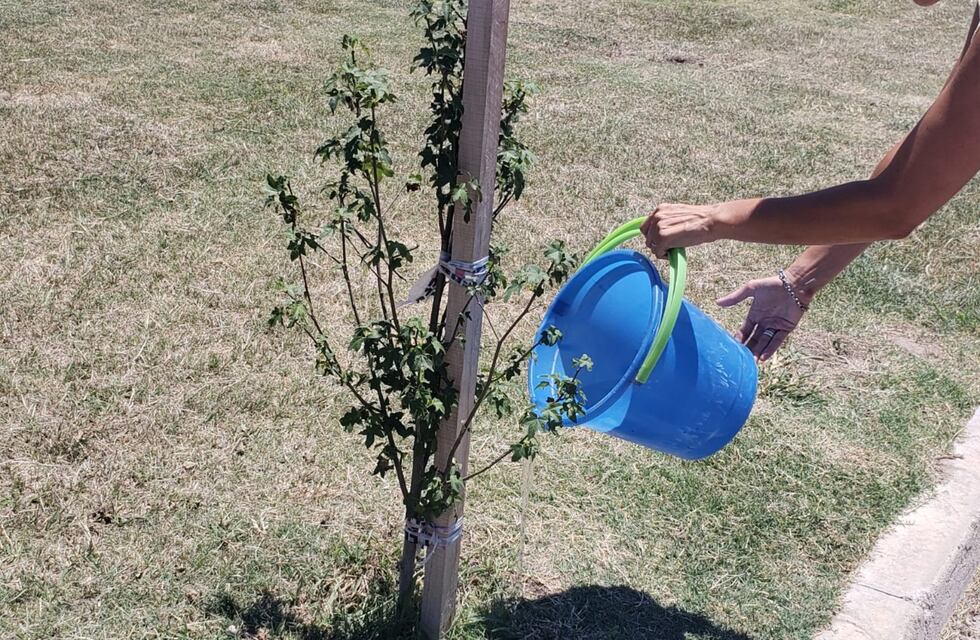Piden cuidar a los nuevos árboles