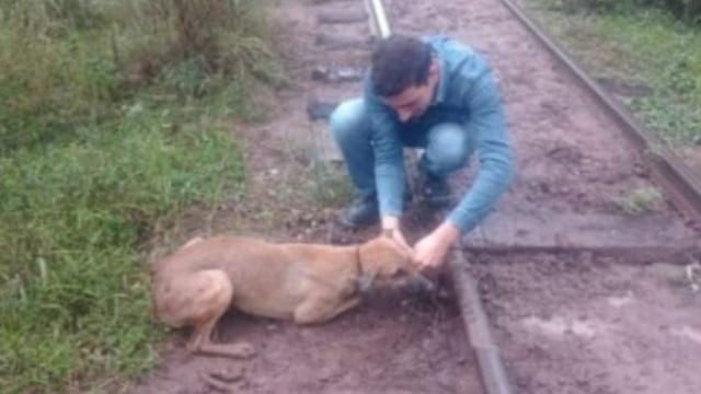 Encadenaron a un perro a las vías del tren en Chaco.