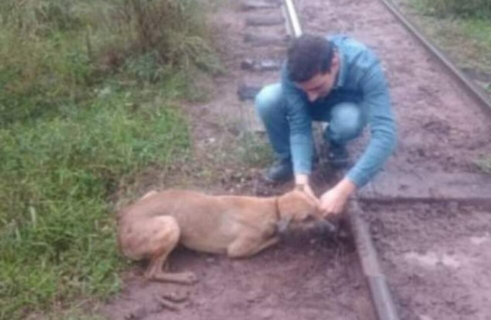 Encadenaron a un perro a las vías del tren en Chaco y los maquinistas debieron frenar para rescatarlo
