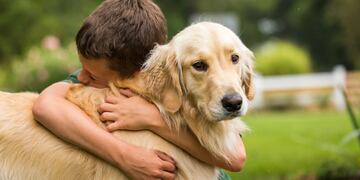 Cuáles son las 3 razas de perro más compañeros de todos.