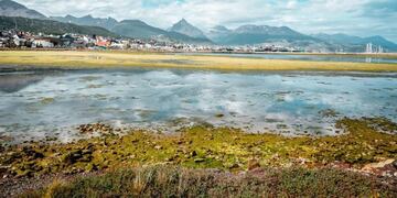 La aparición de algas verdes en las aguas de la Bahía Encerrada sorprendió a Ushuaia