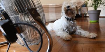 ¿Cómo saber si una mascota está sufriendo un golpe de calor?