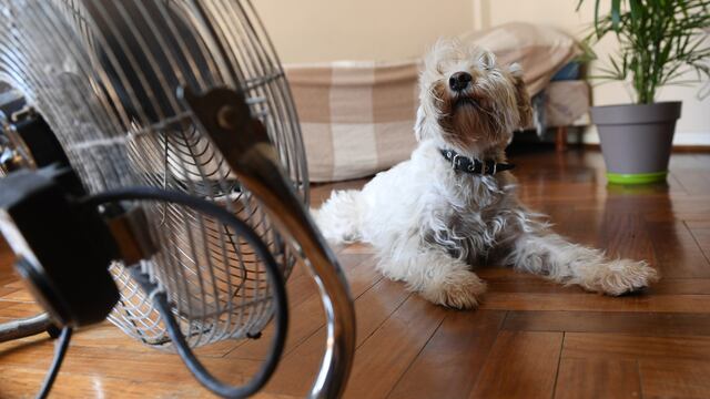 ¿Cómo saber si una mascota está sufriendo un golpe de calor?