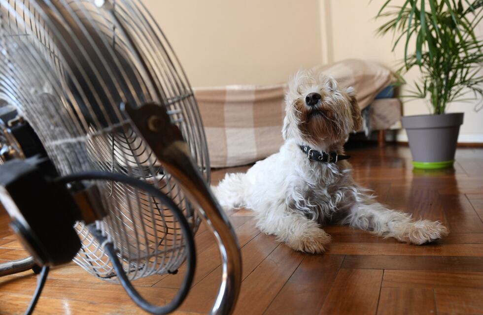 Altas temperaturas: ¿cómo saber si una mascota está sufriendo un golpe de calor?