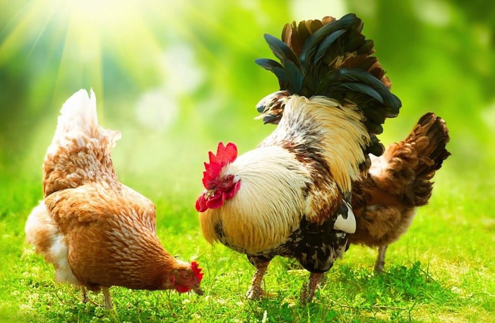 Se llevó a cabo la primera mesa de trabajo sobre “producción avícola”