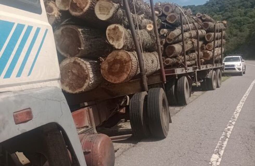 Tala ilegal: decomisan carga de rollos de álamo