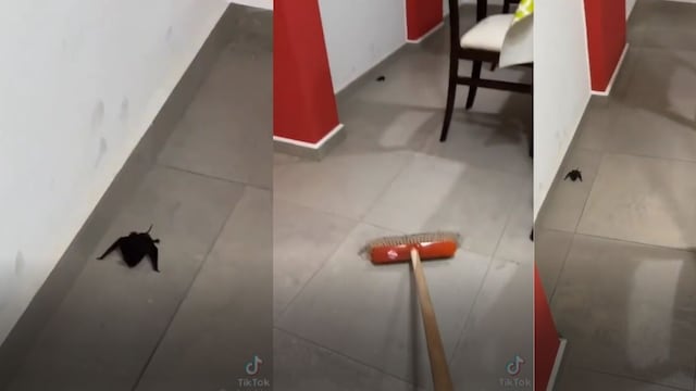 El video que muestra cómo no enfrentar a un murciélago.